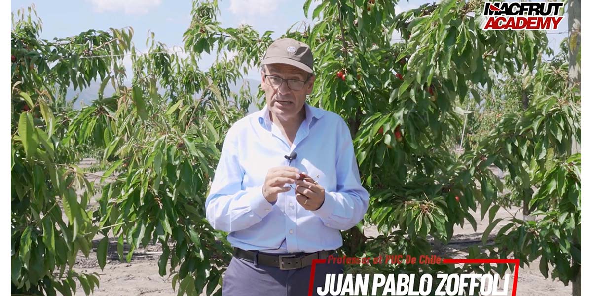 La ciliegia cilena al centro della nuova videolezione di Macfrut Academy